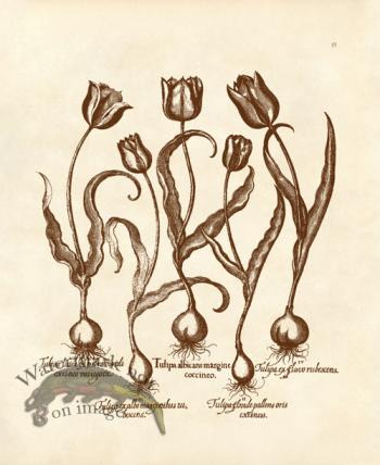 Besler 15 Tulips